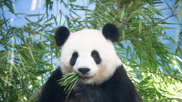 Panda-Nachwuchs im Berliner Zoo erwartet       -  Sie ist trächtig: Pandaweibchen Meng Meng ist mit Zwillingen schwanger.