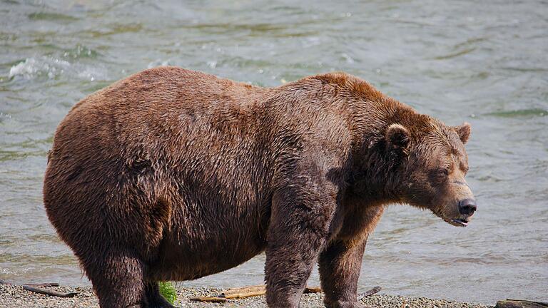 Fat Bear-Wahl       -  Chunk hat am Ende des Sommers ordentlich an Gewicht zugenommen.