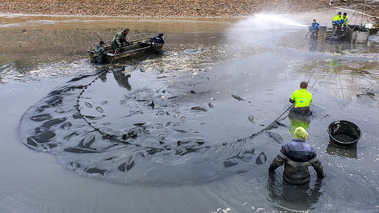 Der letzte Kraftakt: Bevor das Wasser aus dem Ellertshäuser See komplett abgelaufen ist, werden noch die restlichen Fische herausgeholt. Hier sind 30 Karpfen im Netz, die sich im Schlamm eingewühlt hatten.