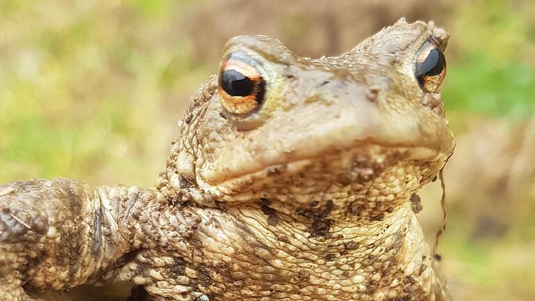 Bald wandern sie wieder die Amphibien. Die Erdkröte ist eine der ersten die zu ihrem Laichgewässer wandert.       -  Bald wandern sie wieder die Amphibien. Die Erdkröte ist eine der ersten die zu ihrem Laichgewässer wandert.