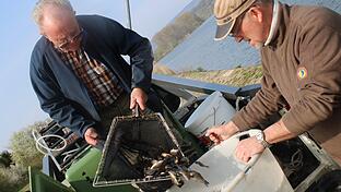 Die Fischerzunft Lohr setzt alljährlich Fische im Main aus. Im Bild füllen Lieferant Horst Gensler (links) und Peter Baumbach von der Fischerzunft Karpfen vom großen Tank in einen Bottich, mit dem die Fische dann in den Main getragen werden.