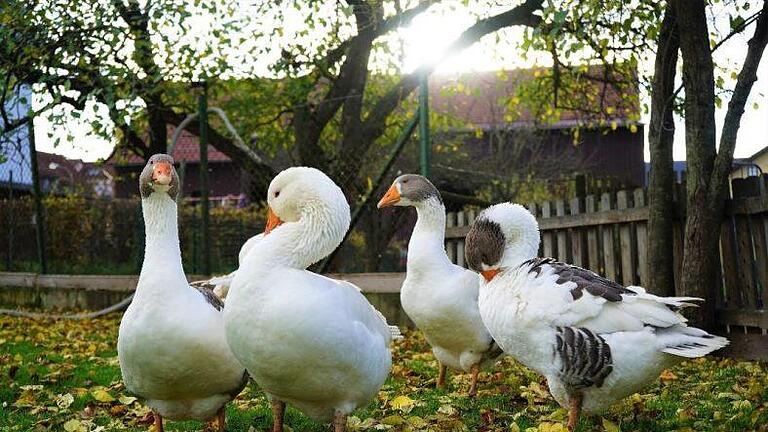 Bei Familie Bleuel in Hofbieber wachsen Rhöner Gänse gesund und in Freiland auf. Foto: Melissa Kalmund       -  Bei Familie Bleuel in Hofbieber wachsen Rhöner Gänse gesund und in Freiland auf. Foto: Melissa Kalmund