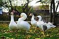 Bei Familie Bleuel in Hofbieber wachsen Rhöner Gänse gesund und in Freiland auf. Foto: Melissa Kalmund       -  Bei Familie Bleuel in Hofbieber wachsen Rhöner Gänse gesund und in Freiland auf. Foto: Melissa Kalmund