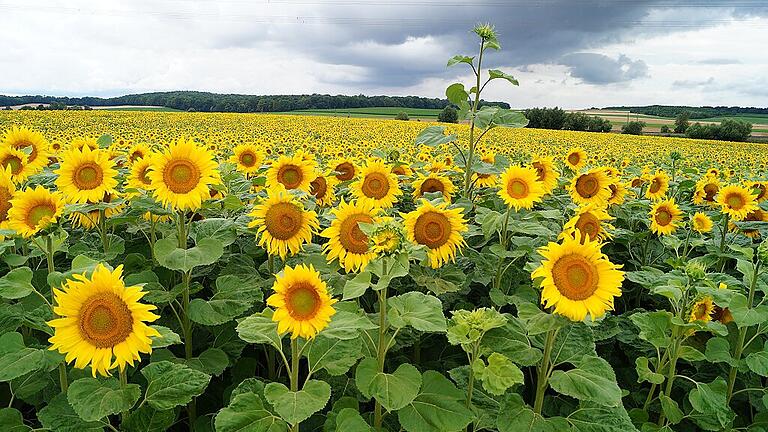 Gelbe Pracht, wohin das Auge blickt: Alljährlich werden im Landkreis Kitzingen auf 600 bis 700 Hektar Fläche Sonnenblumen angebaut. Gelbe Pracht, wohin das Auge blickt: Alljährlich werden im Landkreis Kitzingen auf 600 bis 700 Hektar Fläche Sonnenblumen angebaut.