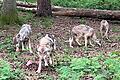 Die Zahl der Wölfe in der Rhön dürfte zunehmen und damit auch die Probleme. Um das zu vermeiden, fordert Landrat Thomas Habermann die Bejagung der Tiere.