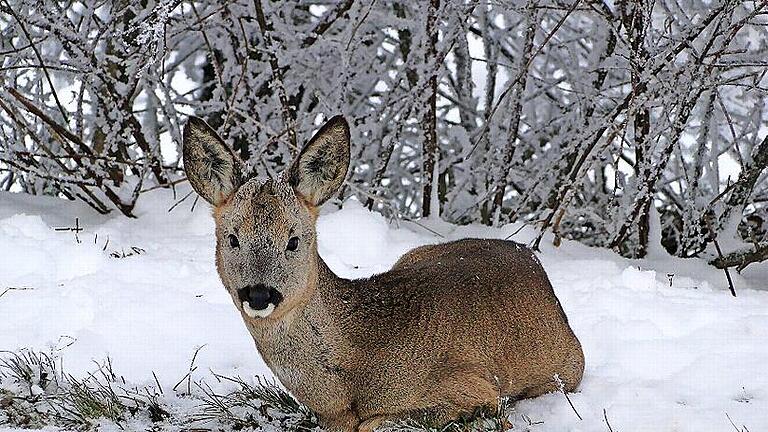 Für einige Tiere wird es lebensbedrohlich, wenn sie immer wieder aufgeschreckt werden. Sie verbrauchen dann im Winter zu viel Energie.       -  Für einige Tiere wird es lebensbedrohlich, wenn sie immer wieder aufgeschreckt werden. Sie verbrauchen dann im Winter zu viel Energie.