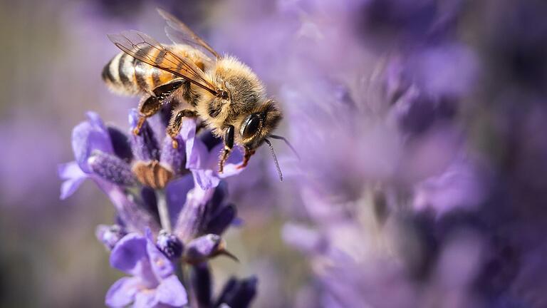 Hitzetolerant und klimafreundlich: Lavendel gilt als Klimapflanze, die selbst einen heißen Sommer in der Sonne und zeitweise Trockenheit unbeschadet übersteht.