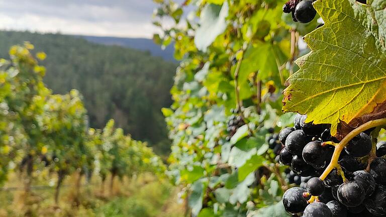 Reife Trauben bei der Eröffnung der Weinlese in Hammelburg - Reife Trauben bei der Eröffnung der Weinlese in Hammelburg Reife Trauben bei der Eröffnung der Weinlese in Hammelburg - Reife Trauben bei der Eröffnung der Weinlese in Hammelburg