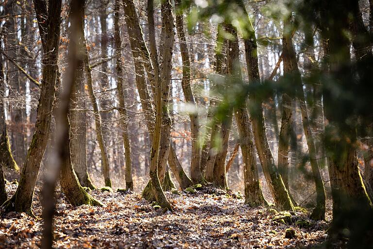 Die Runde zu 'Wasserschloss und Reuthsee' in Sulzdorf an der Lederhecke führt auch durch den Wald. Die Runde zu 'Wasserschloss und Reuthsee' in Sulzdorf an der Lederhecke führt auch durch den Wald.
