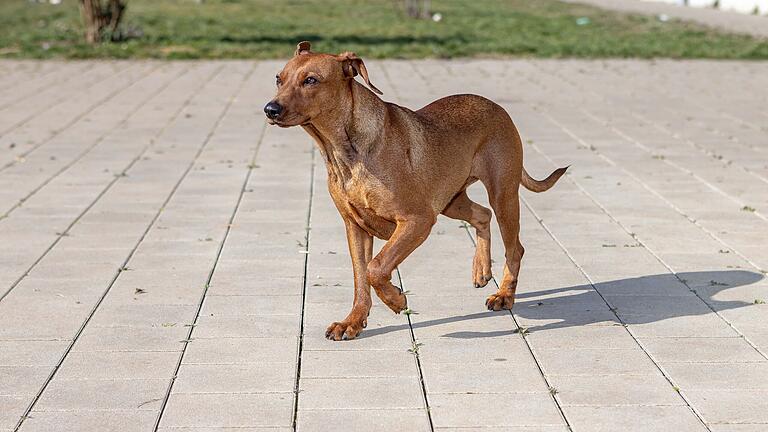 Auch Pinscher-Hündin Lotte ist auf der Suche nach neuen Besitzern.