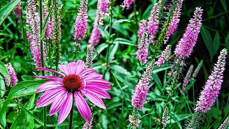 Gelungene Kombination: Echinacea und Veronica.