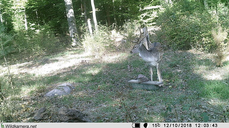 Da lebte er noch: Dieses von einer mit Bewegungsmelder ausgelösten Wildkamera gemachte Foto entstand am 30. Oktober. Wenige Tage später wurde der in hiesigen Wäldern nicht heimische Damhirsch im Staatswald erlegt.