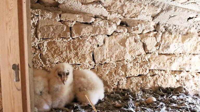 Ein kuscheliges Nest haben die drei jungen Schleiereulen in einer ehemaligen Schießscharte des Oberen Tores. Foto: Heike Beudert       -  Ein kuscheliges Nest haben die drei jungen Schleiereulen in einer ehemaligen Schießscharte des Oberen Tores. Foto: Heike Beudert