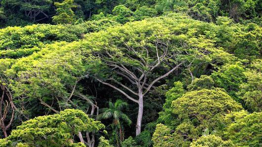 Amazonas-Regenwald       -  Das üppigste Wachstum auf dem Globus findet in den tropischen Regenwäldern statt. Doch hier ist der Nährstoffumsatz so schnell, dass die Böden nährstoffarm sind. Die schwarzen fruchtbaren Böden, die Wissenschaftler in den 90-er Jahren fanden, sind von Menschenhand angemacht: Die Terra Preta der indianischen Kulturen.