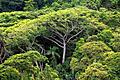 Amazonas-Regenwald       -  Das üppigste Wachstum auf dem Globus findet in den tropischen Regenwäldern statt. Doch hier ist der Nährstoffumsatz so schnell, dass die Böden nährstoffarm sind. Die schwarzen fruchtbaren Böden, die Wissenschaftler in den 90-er Jahren fanden, sind von Menschenhand angemacht: Die Terra Preta der indianischen Kulturen.