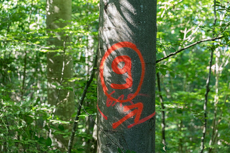 Der bleibt stehen: Der Irtenberger Wald ist jetzt als Schutzgebiet ausgewiesen. Auch die Bäume, die schon zum Fällen markiert worden sind, werden jetzt nicht mehr forstwirtschaftlich genutzt.