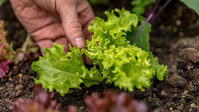 Salate wie hier Eichblattsalat wachsen gut in einem Hochbeet auf dem Balkon oder im Garten.