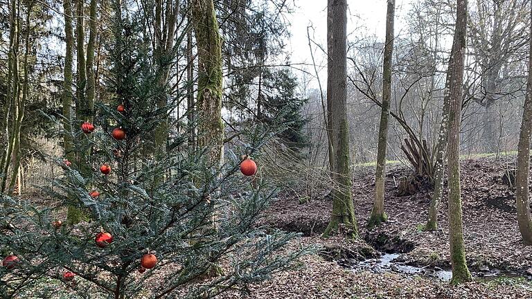 Geschmückt mit roten Weihnachtskugeln ist diese Eibe nahe dem Kaskadenbach.       -  Geschmückt mit roten Weihnachtskugeln ist diese Eibe nahe dem Kaskadenbach.