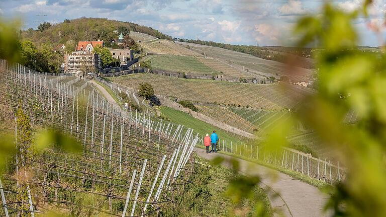 Eine historische Lage in Franken, der Würzburger Stein, wird mit seinen Spitzenweinen künftig auch als 'Steinharfe' und 'Würzburger Steinberg' vermarktet werden.&nbsp;