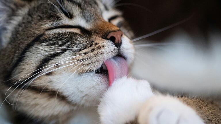 Ab 1. Januar gilt in Würzburg eine neue Verordnung zum Katzenschutz in Würzburg. Ab 1. Januar gilt in Würzburg eine neue Verordnung zum Katzenschutz in Würzburg.