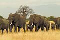 'African Safari Adventure' nimmt die Kinogäste des Cineworld Mainfrankenpark am Sonntag, 9. März, mit auf ein magisches Abenteuer in die schönsten Nationalparks des Kontinents.