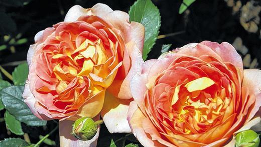 Lachsorangefarbene: Lady of Shalott, eine romantische Strauchrosenschönheit. Lachsorangefarbene: Lady of Shalott, eine romantische Strauchrosenschönheit.