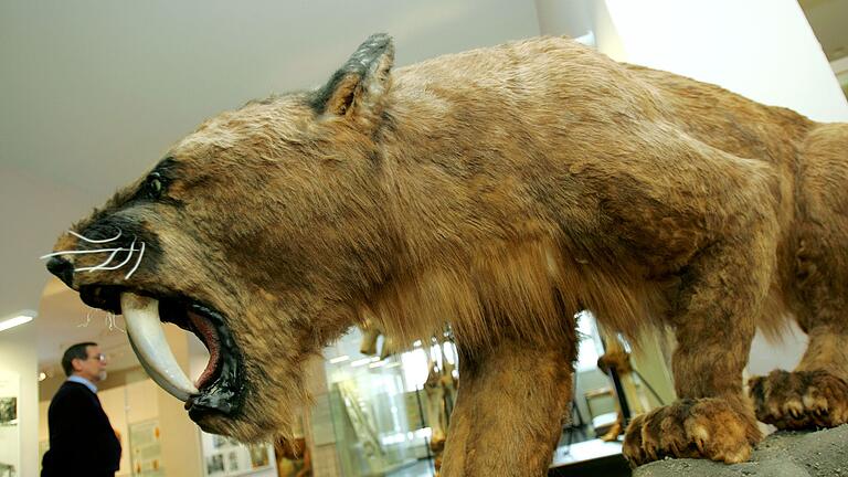 Säbelzahntiger       -  So wie hier im Kasseler Naturkundemuseum Ottoneum könnte ein ausgewachsener Säbelzahntiger ausgesehen haben.
