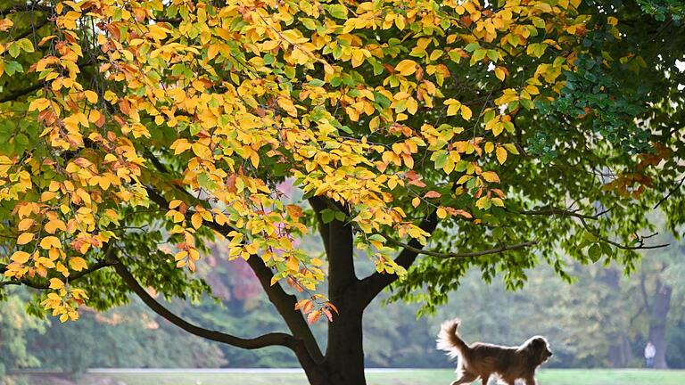 Herbst.jpeg       -  Die Stimmung eines Hundes können Hundebesitzer unter anderem an seinem Schwanz, auch Rute genannt, ablesen.