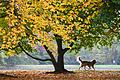 Herbst.jpeg       -  Die Stimmung eines Hundes können Hundebesitzer unter anderem an seinem Schwanz, auch Rute genannt, ablesen.