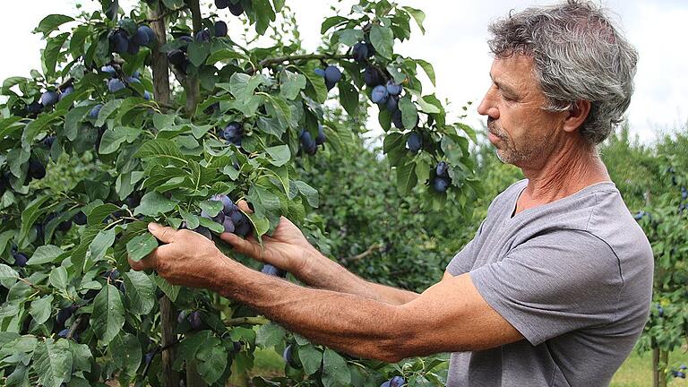 Obstbauer Klaus Blendel prüft die Zwetschgen auf seinem Acker.