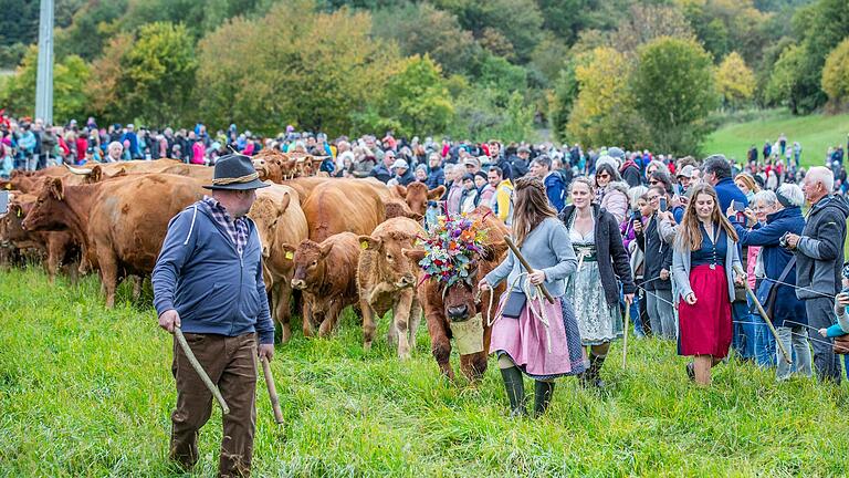  Über 1500 Tiere bahnen sich ihren Weg von den Rhönwiesen ins Tal nach Ginolfs. Über 1500 Tiere bahnen sich ihren Weg von den Rhönwiesen ins Tal nach Ginolfs.
