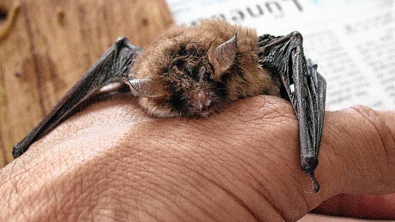 Diese Fransenfledermaus musste wieder aufgepäppelt werden.