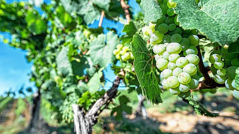 Weinberge am Stein       -  Viel Sonne: Noch wird in der Region vor allem Weißwein, wie hier am Steinberg in Würzburg, angebaut.Daniel Peter, Mirjam Hruby