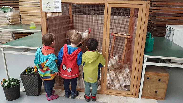 In den Volieren auf der Kükenschau konnten sich die Kinder auch ausgewachsene Hühner anschauen.