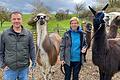 Verena und Christian Stürmer halten bei Steinfeld fünf Lamas, mit denen sie auch Wanderungen anbieten. Auf dem Bild sind Herdenchef Manitu (links) und Strolch zu sehen, im Hintergrund Flo und Kono.