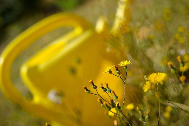 Hält sich standhaft: Die letzten Blumen blühen im Garten unserer Redakteurin, doch Gras und die meisten anderen Pflanzen haben den Kampf gegen die Trockenheit bereits verloren.&nbsp;&nbsp;