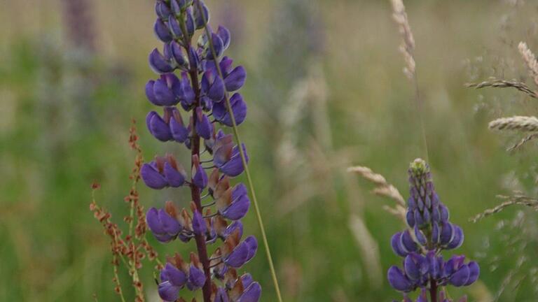 Die Lupine: Schön fürs Auge, aber eine Gefahr für die Artenvielfalt.  Foto: Ulrike Müller/Archiv       -  Die Lupine: Schön fürs Auge, aber eine Gefahr für die Artenvielfalt.  Foto: Ulrike Müller/Archiv