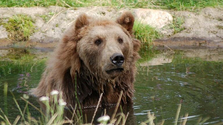 Braunbär Bruno im Bärenwald gestorben.jpeg       -  Nach Braunbär Bruno im Jahr 2006 stehen jetzt auch zwei seiner Geschwister auf der Abschussliste.