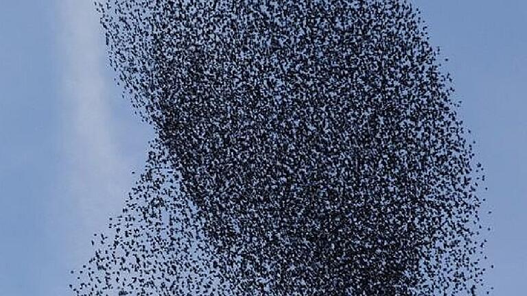 Ein ähnliches Schauspiel wie auf diesem Symbolbild bekamen vor wenigen Tagen auch Einwohner Haßfurts zu sehen: Tausende Stare bei ihrem gemeinsamen beeindruckenden Flug.