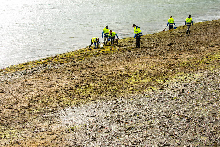 Seit Öffnung des Schiebers suchen Helfer des Wasserwirtschaftsamtes Bad Kissingen die trocken gefallenen Uferbereiche nach Teichmuscheln ab. Sie werden eingesammelt, kartiert, vermessen und in den Vorsee umgesetzt.