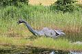 Loch Ness.jpeg       -  Eine Nessie-Skulptur beim Loch Ness Centre in Drumnadrochit.