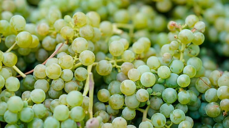 Weinlese       -  Weinköniginnen werben für ein Anbaugebiet und die dort produzierten Weine. (Archivbild)