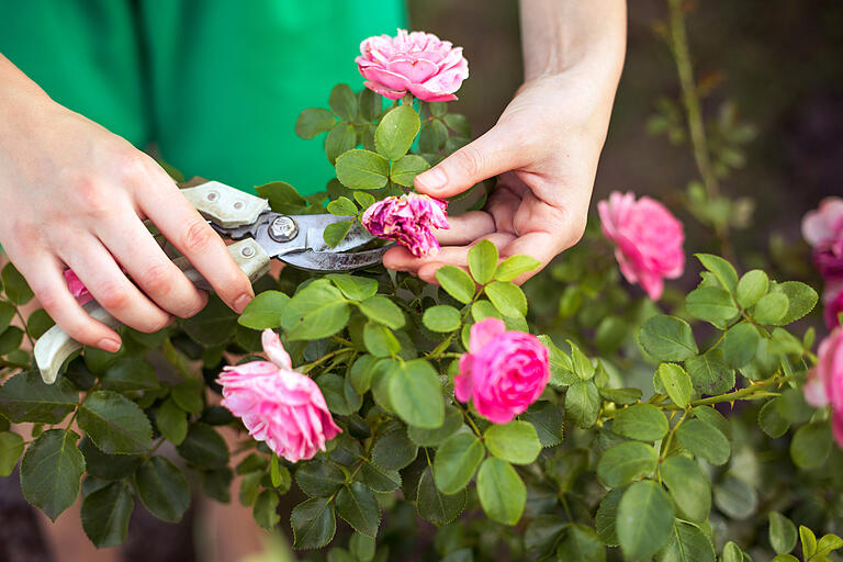 Im Juli werden Rosen das letzte Mal gedüngt. Rosen, die mehrmals pro Jahr blühen, werden außerdem geschnitten.&nbsp;