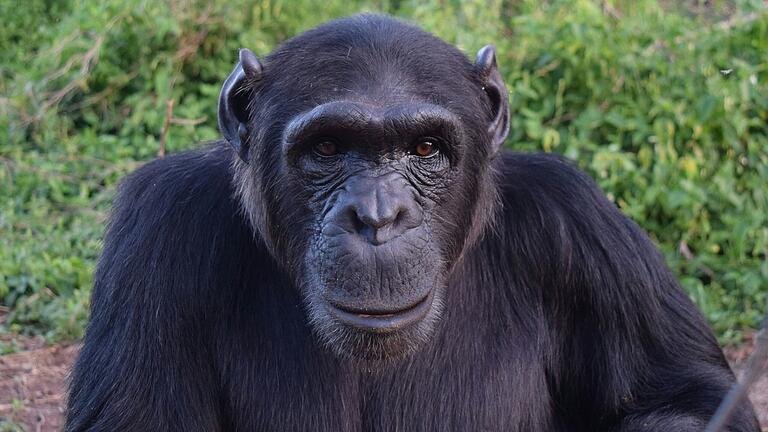Die Forscherin Jane Goodall hat sich mit dem Verhalten von Schimpansen beschäftigt (Symbolfoto). Die Forscherin Jane Goodall hat sich mit dem Verhalten von Schimpansen beschäftigt (Symbolfoto).