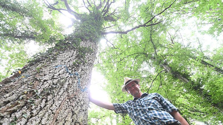 Auf dem Holzmarkt würde diese stattliche Eiche keine guten Preis erzielen. Revierförster Wolfgang Schölch hat sie deshalb als Biotopbaum ausgewählt, um den Artenreichtum im Ochsenfurter Forst zu fördern. Auf dem Holzmarkt würde diese stattliche Eiche keine guten Preis erzielen. Revierförster Wolfgang Schölch hat sie deshalb als Biotopbaum ausgewählt, um den Artenreichtum im Ochsenfurter Forst zu fördern.
