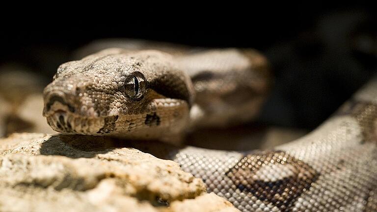 Tiere zu Hause - Wann der Vermieter Nein sagen darf       -  Erstaunlicher Fund: An der Wern wurde eine Boa Constrictor gefunden. Symbolfoto: Jens Schierenbeck