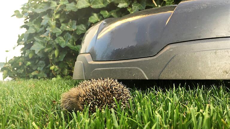 Igel sind auch durch Mähroboter, die sie nicht immer als Hindernis erkennen, gefährdet. Weil Igel keine Fluchttiere sind, sondern sich bei Gefahr zusammen rollen, werden sie immer wieder verletzt. Igel sind auch durch Mähroboter, die sie nicht immer als Hindernis erkennen, gefährdet. Weil Igel keine Fluchttiere sind, sondern sich bei Gefahr zusammen rollen, werden sie immer wieder verletzt.