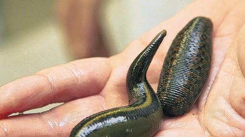Ulrike Kübert-Barsch behandelt ihre tierischen Patienten auch mit Blutegeln. Der Wirkstoff in deren Speichel kann dabei helfen, Blutgerinnsel und Blutergüsse zu kurieren.