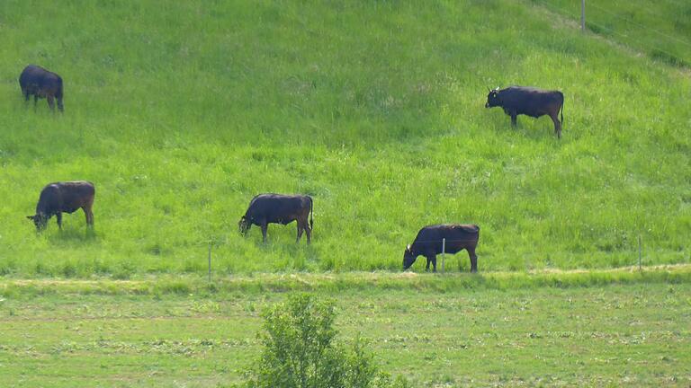 Auf den Weideflächen im Taubertal verbringen die ursprünglich aus Japan stammenden Wagyu-Rinder die gesamten Sommermonate.