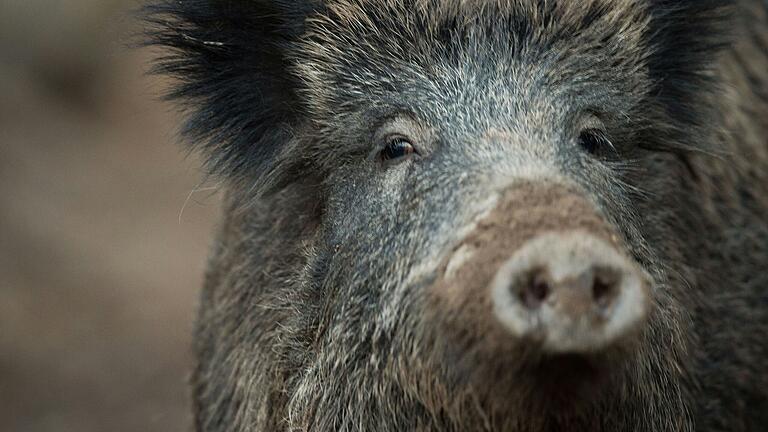 Ab Dienstag gelten im Landkreis Main-Spessart strenge Regeln im Umgang mit Wildschweinen.